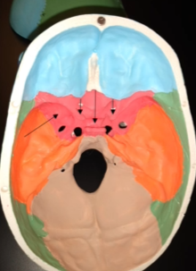 <p>What is this bone (handlebars)?</p>