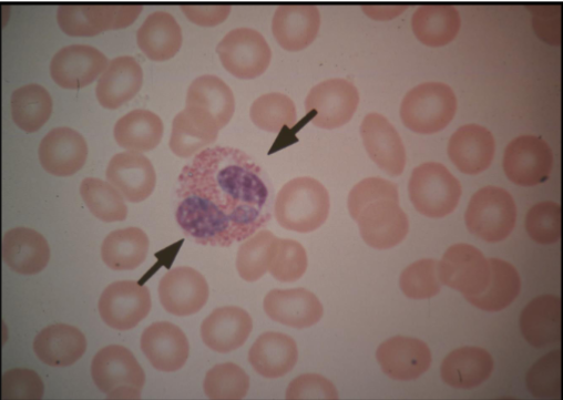 <p>What type of cell is this?</p>