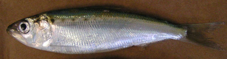 <p>Common name, Family, Scientific Name?</p>