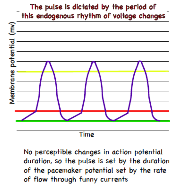 <p>To calculate the pulse you would need values…</p>