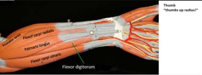 <p><strong>Origin: </strong>Medial epicondyle of humerus.<strong><br>Insertion: </strong>Four tendons into middle phalanges 2-5.<strong><br>Action: </strong>Flexes hand.</p><p><span style="color: rgb(213, 1, 1);"><strong>Antagonist: </strong></span><span style="color: rgb(248, 248, 248);">Extensor digitorum.</span></p>