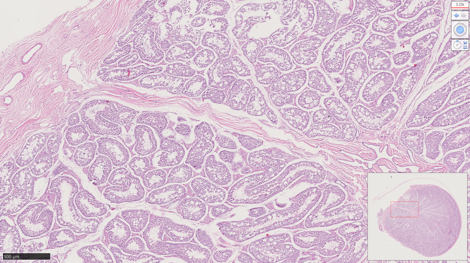 <p>Identify what is shown in the following image:</p>