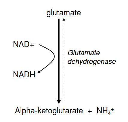 <p>Glutamate main AA that undergoes oxidative deamination</p><ul><li><p>Because its main product of transamination</p></li></ul><p>Amino group released from glutamate backbone </p><p>Glutamate → α-ketoglutarate + NH<sub>4</sub><sup>+ </sup></p><ul><li><p>Done by Glutamate dehydrogenase</p></li></ul><p></p>