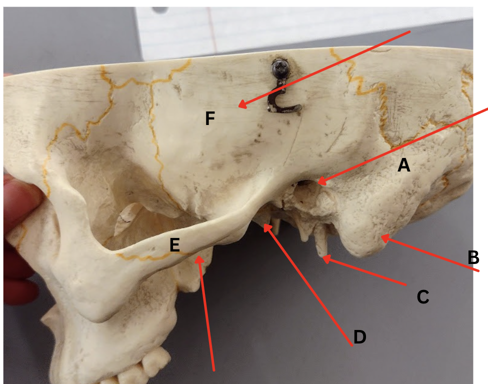 <p>Identify Marking C</p>