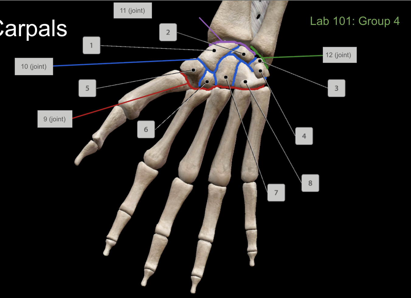 <p>What is number 11 (anterior)?</p>