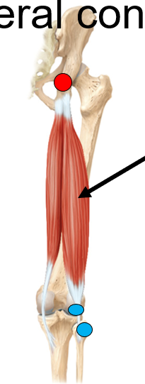 <p>What does the red dot represent? is it an origin/insertion? and for what muscle of the biceps femoris?</p>