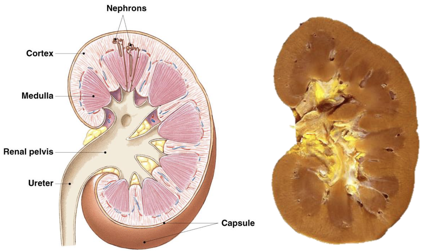 <ul><li><p>cortex</p></li><li><p>nephrons </p><ul><li><p>cortical nephrons in the cortex and have the most expression</p></li><li><p>Juxtamedullary nephrons in the medulla are fewer but play an important role</p></li></ul></li><li><p>medulla (high salt content that help with purification, concentration, or very dilute urine)</p></li><li><p>renal pelvis where urine exits the collecting duct</p></li><li><p>ureter that sends the urine to the bladder</p></li></ul><p></p>