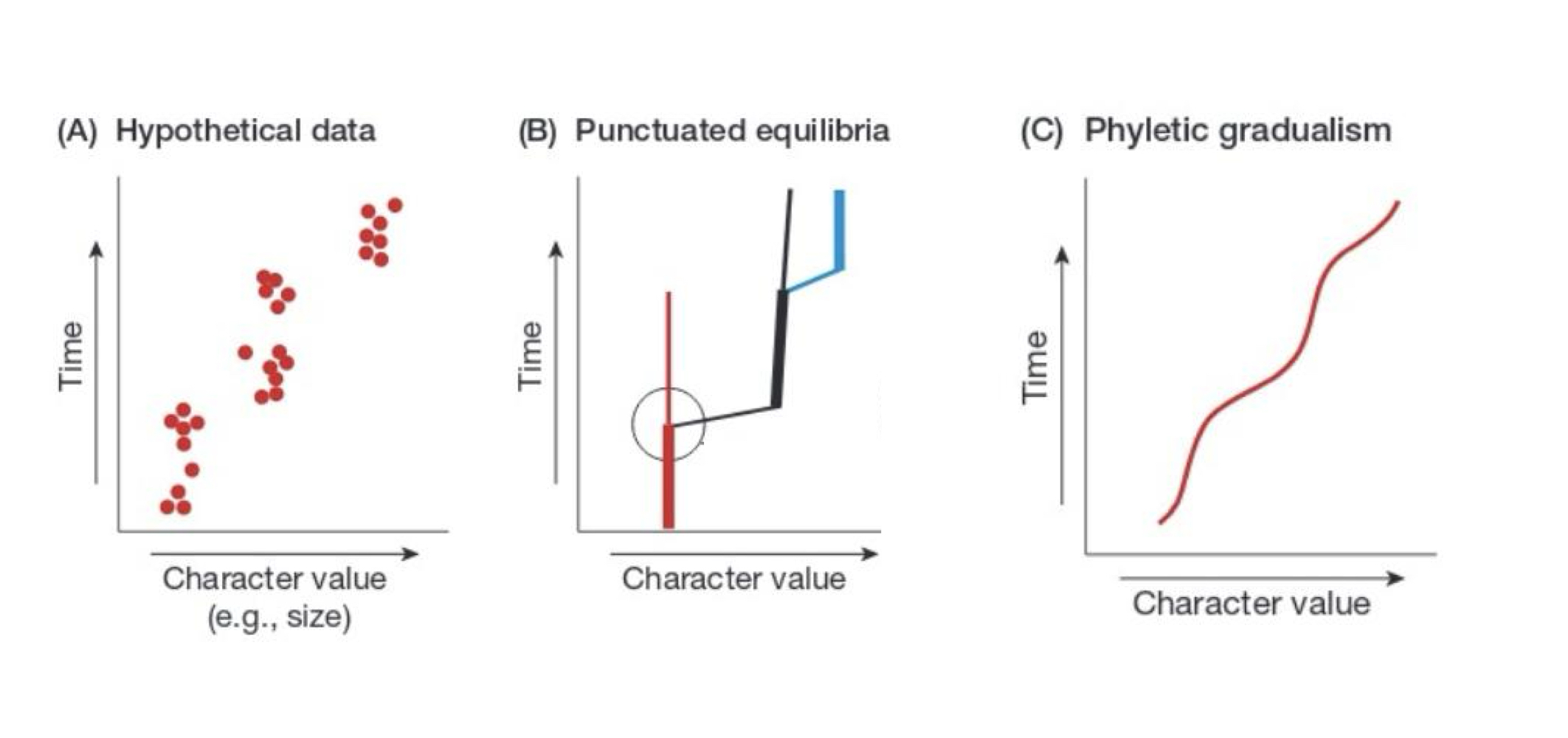 <ul><li><p>hypothetical data</p></li><li><p>punctuated equilibria</p></li><li><p>phyletic gradualism </p></li></ul><p></p>