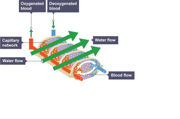 <p>Water flows across gills and blood flows in an opposite direction to the water making sure that the water (rich in oxygen) meets blood (low in oxygen)</p>