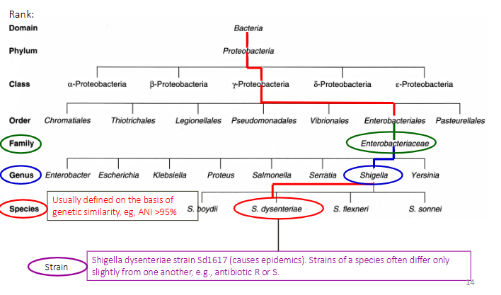 <p>Taxonomic Ranks</p>