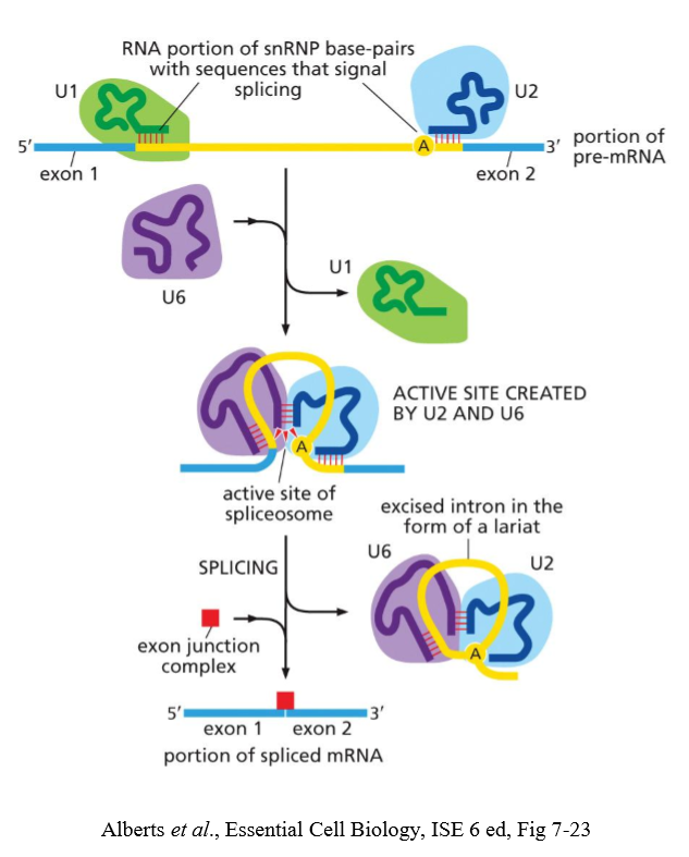 <p>U6 </p>