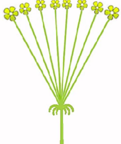 <p>how is the point where the stalks split called?</p>