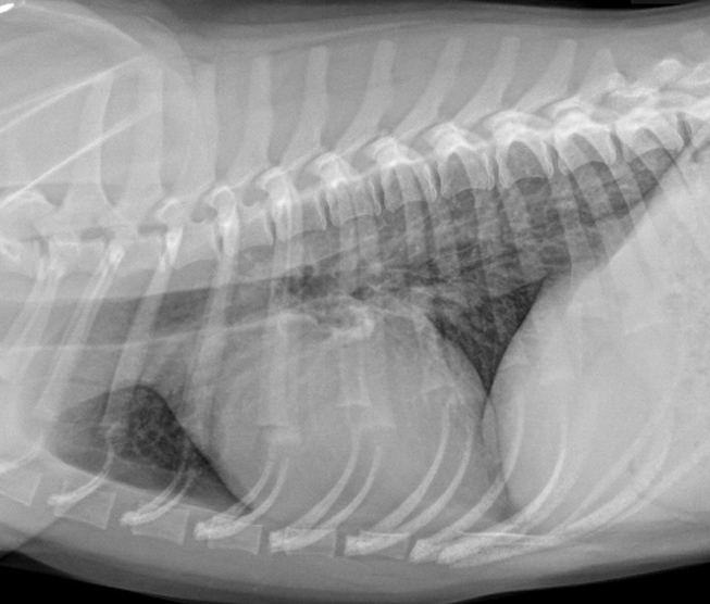 <p>Findings: Bronchopneumonia</p><ul><li><p>trachea is also affected</p></li><li><p>observable diffuse opacity of bronchus</p></li><li><p>diffuse opacity on the bronchial</p></li><li><p>marked radiopacity of all lobes of the lungs</p></li></ul><p></p>