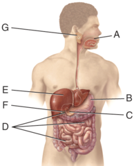<p>mumps</p>