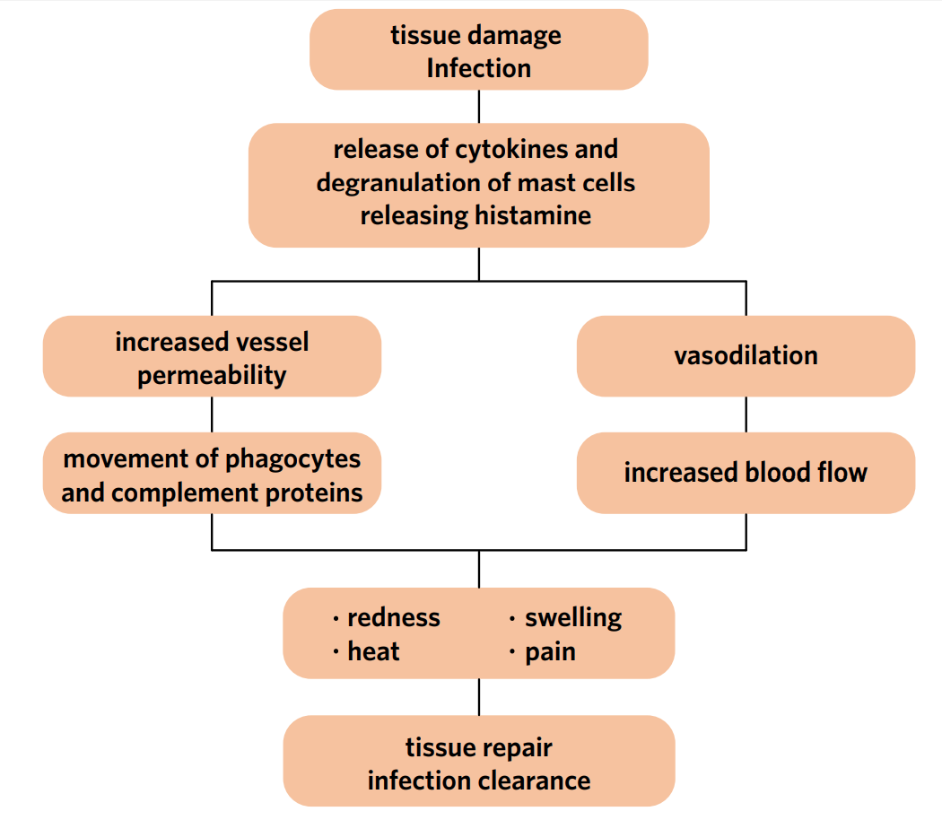 <p>The inflammatory response is triggered by the release of histamines from mast cells. The key events are:</p><ol><li><p>Vasodilation: blood vessels dilate/widen, causing increased blood flow at the site of injury and allowing more leukocytes to arrive in the area. This causes redness and heat at the site of injury (heat increases metabolic rate so cells can repair faster)</p></li><li><p>Increased permeability of blood vessels: leaky blood vessels (walls of blood vessels permeable to fluid), helps leukocytes move from blood vessels to neighbouring tissue (site of injury). This causes swelling, and excess fluid is taken back up into the lymphatic system</p></li><li><p>Attraction of phagocytes: cytokines signal and attract phagocytes (neutrophils, macrophages, etc.) to the site of injury. Histamine can also signal to attract phagocytes. These phagocytes then go on to engulf and destroy the pathogen (perform phagocytosis).</p></li></ol><p></p>