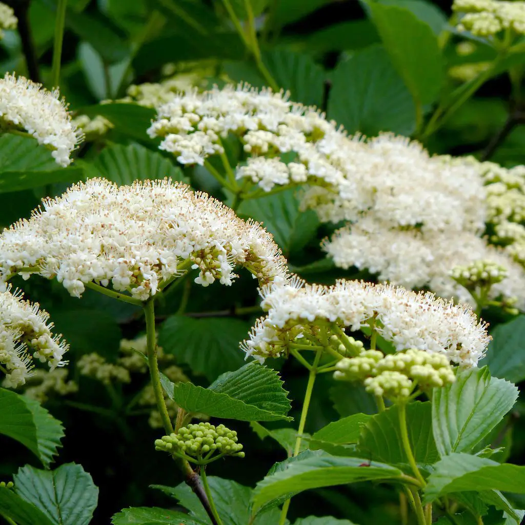<p>A thicket of street, woody, stem, shooting straight up from the ground, like a bundle of rods</p>