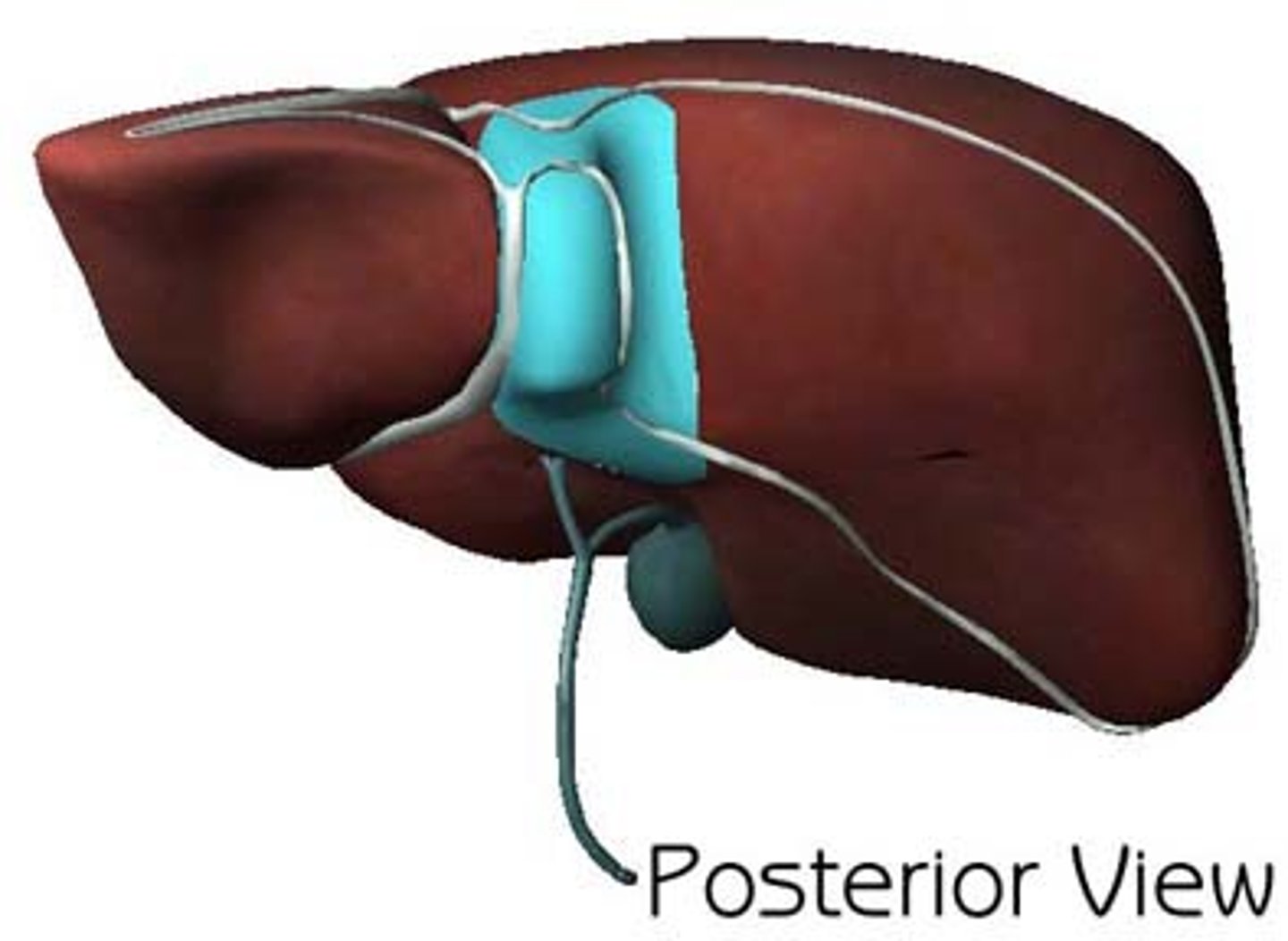 <p>smallest lobe of the liver situated on the posterosuperior surface of the right lobe the liver</p>