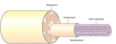 <p>wraps around bundles of axons</p>