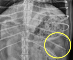 <p>What is in the yellow circle?</p>