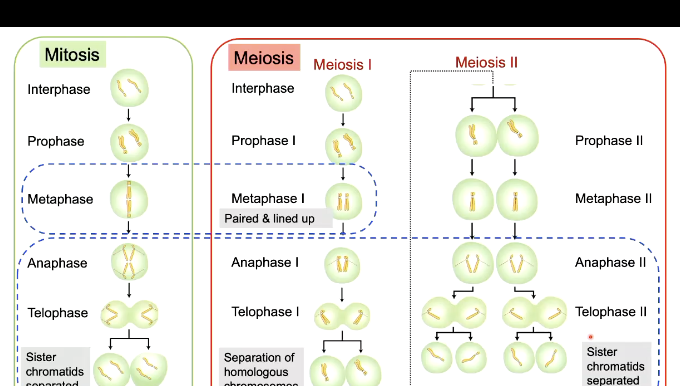 <ul><li><p><span style="color: rgb(0, 15, 70);">Meiosis involves two cell division events – meiosis I and meiosis II</span></p></li><li><p><span style="color: rgb(0, 15, 70);">Chromosomes pair( synapse) during prophase I &amp; metaphase I in meiosis but not during mitosis</span></p></li><li><p><span style="color: rgb(0, 15, 70);">Sister chromatids separate at the end of mitosis &amp; at the end of meiosis II </span><span>‒ </span><span style="color: rgb(0, 15, 70);">Homologous chromosomes separate at the end of meiosis</span></p></li><li><p><span style="color: rgb(0, 15, 70);">Meiosis is are ductive division.  Reducing the number of chromosomes by1/2</span></p></li></ul><p></p>
