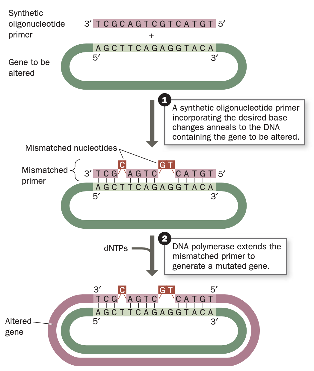 <p><strong><em>modify the nucleotide sequence to alter the amino acid sequence of the encoded protein</em></strong></p><ol><li><p>an oligonucleotide with an identical sequence, except for the desired base changes directs replication of the gene.</p></li><li><p>Hybridizes to wild-type sequence</p></li><li><p>DNA polymerase extends the mismatched primer to generate the gene</p></li></ol><p></p>