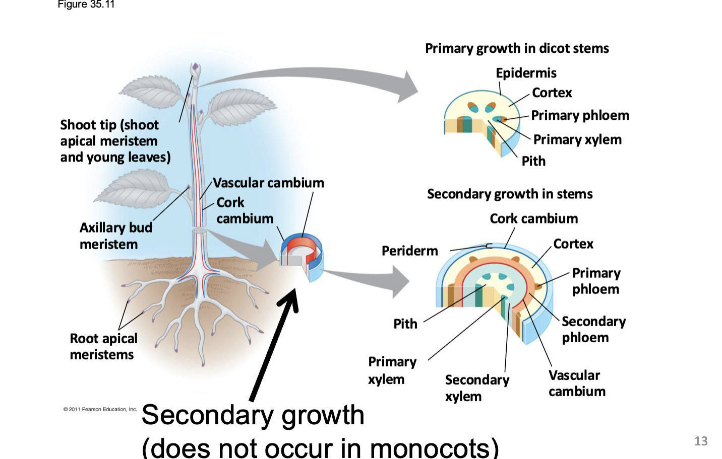 <ul><li><p>Does not occur in monocots</p></li><li><p>Making the plant thicker</p></li><li><p>Done by meristems (can differentiate into any plants cells )</p><ul><li><p>Takes place in vascular cambium and cork cambium</p></li></ul></li><li><p>Wood is secondary xylem</p></li><li><p>Vascular cambium produces wood (largely)</p></li><li><p>Cork cambium produces cork that is harvested and put into wine bottles</p></li></ul><p></p>