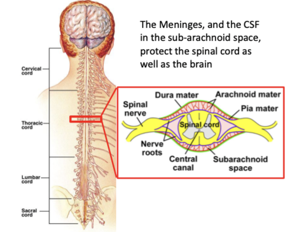 <p>*There are cervical (upper limbs) and lumbar (lower limbs) enlargements. </p>