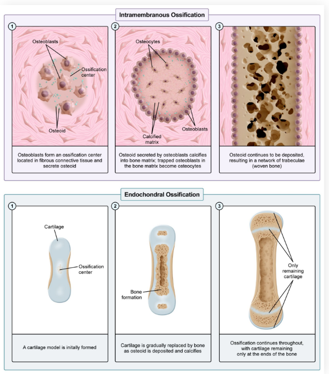 <ul><li><p><strong>Embryonic ossification</strong>: Bone formation during fetal development</p><ul><li><p>Models of embryonic ossification:</p></li><li><p>Intramembranous ossification</p></li><li><p>Endochondral ossification</p></li></ul></li></ul><p></p>