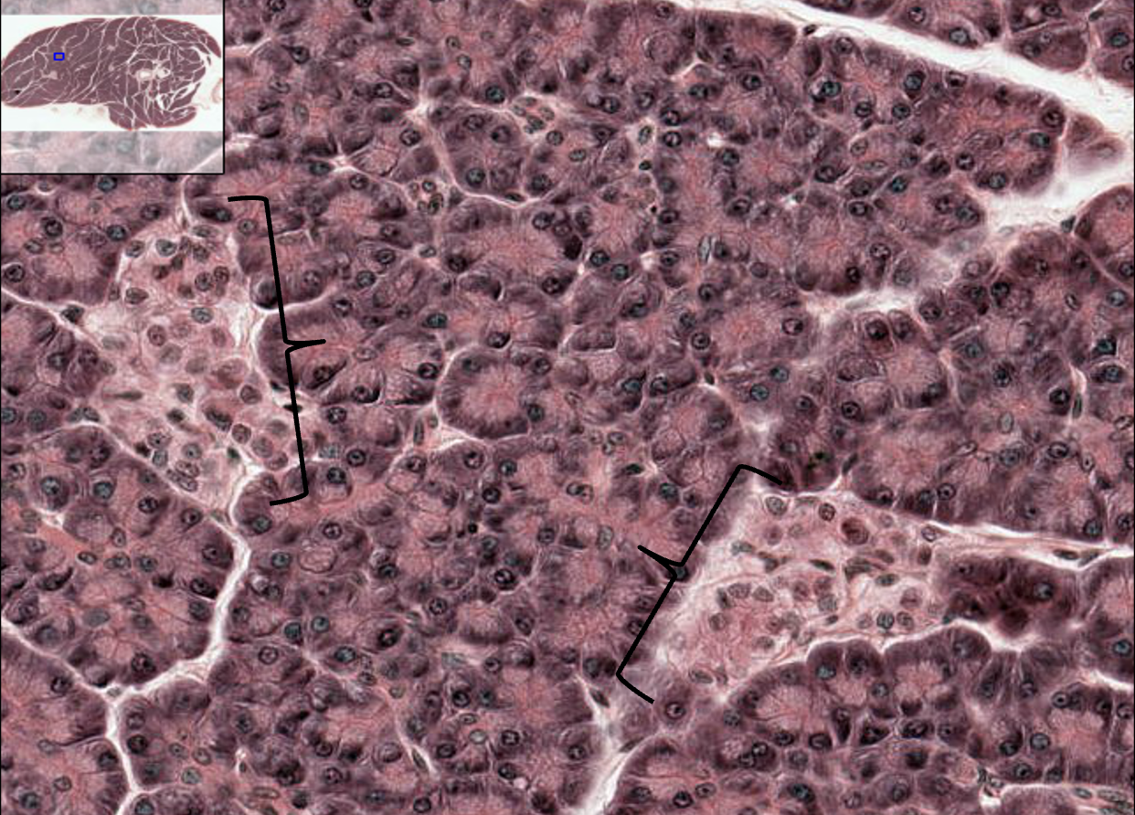 <p>What structures are these?</p>