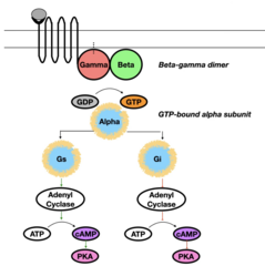 <p>Depending on ligand signal, pathway can be stimulatory or inhibitory:</p><p>- Gs: Activates Adenyl Cyclase → ↑ cAMP → activates PKA</p><p>- Gi: Inhibits Adenyl Cyclase → ↓ cAMP → inhibits PKA</p><p>PKA has further downstream secondary messenger effects</p>