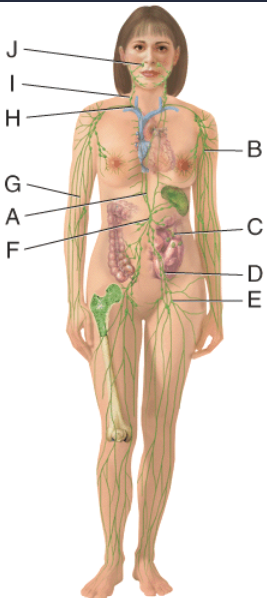 <p>Which structure in the figure is the main duct for the return of lymph to the blood?</p>