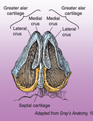 <p>so that it forms the medial and lateral wall of the NARES</p>