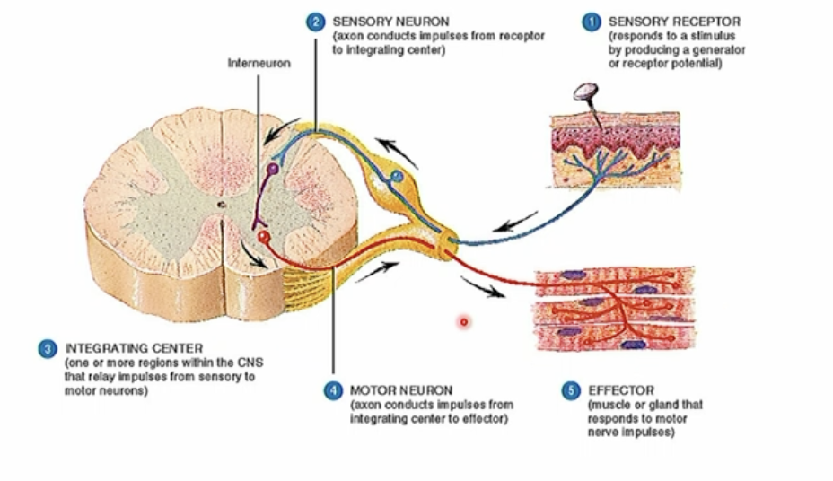 <ol><li><p>sensation/stimuli/receptor</p></li><li><p>sensation is transmitted to the integration centre (gray matter) via the posterior root </p></li><li><p>sensory info gets integrated and turned into a motor command</p></li><li><p>motor command gets transmitted via the anterior root </p></li><li><p>Effectors like skeletal muscles take action of the command</p></li></ol><p></p>