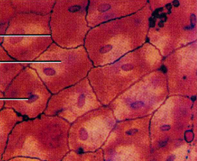 <p>ID</p>