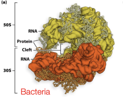 <p>Bacteria: Large subunit</p>