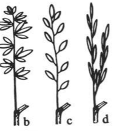 <p>spikelets have a small stalk</p>