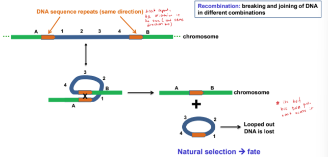 <p>Recombination: breaking and joining of DNA in different combinations </p><p></p><p>Chromosomal rearrangements due to recombination between direct repeats on the same DNA molecule (intra-chromosomal recombination) result in deletions</p><p></p>