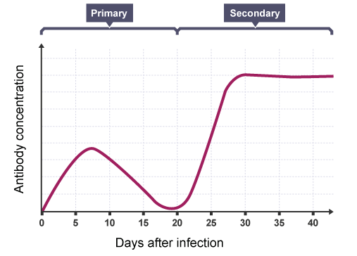 <p>What happens if the same pathogen re-enters the body after vaccination?</p>