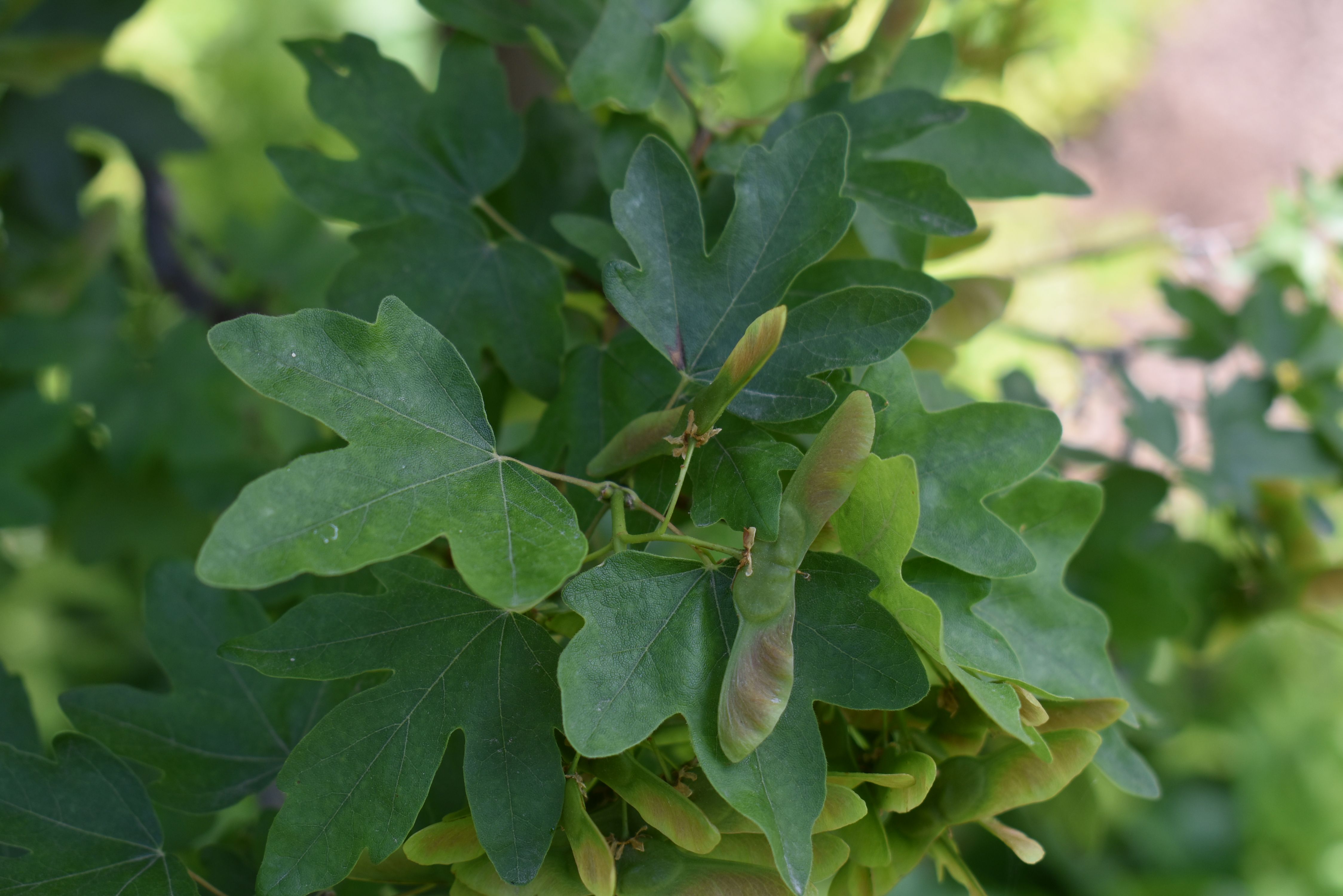 Acer campestre