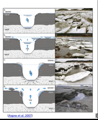 <p><span><strong><u>Salt Marsh Dynamics</u></strong></span></p><ul><li><p><span style="font-family: "Comic Sans MS";">Disturbance common in salt marsh communities</span></p><ul><li><p></p></li></ul></li></ul><p></p>