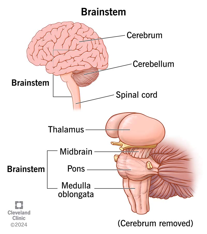 <p>Cerebellum</p>