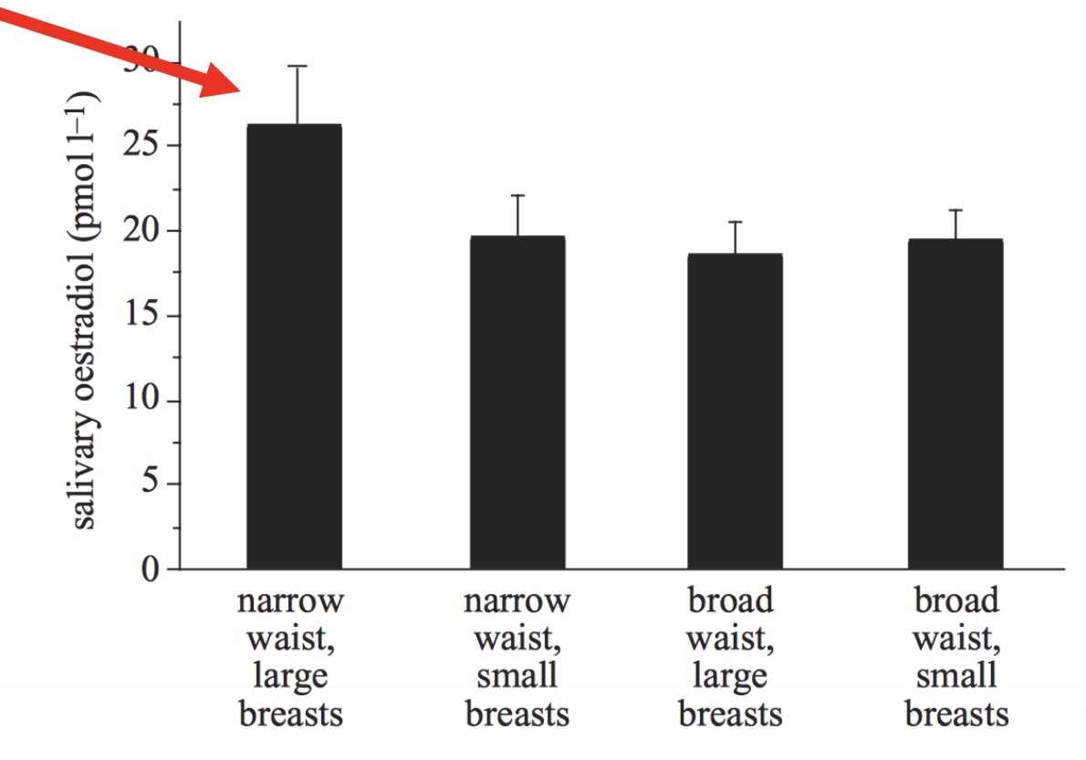 <p>Jasienska et al. 2004</p><p>Studied the concentration of salivary oestradiol (fertility hormone) in women with a large or small breasts and a narrow or broad waste</p><p>Women with a narrow waist and large breasts had higher concentrations of salivary oestradiol</p><p>→ Males may be attracted to large breasts and narrow waists due to their indication of the fertility of a female</p>