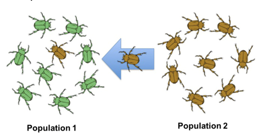 <p>The migration of individuals or movement of gametes (ex: pollen) between populations, changing allele frequencies; increases genetic diversity and tends to equalize allele frequencies between populations</p>