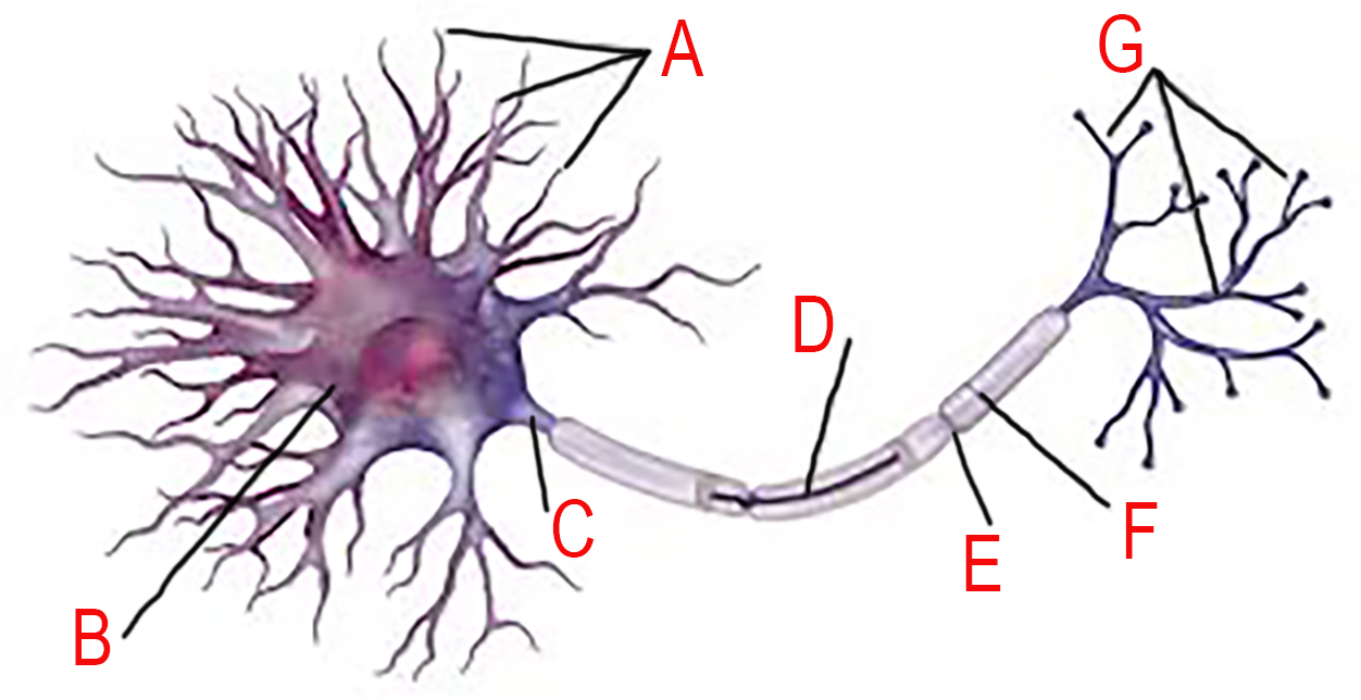 <p>View the image and name each part of the neuron</p>