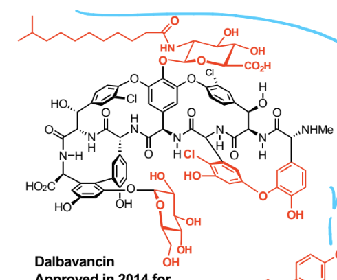 <p>Vancomycin analogue (more lipophilic, can penetrate both gram NEGATIVE and positive)</p>