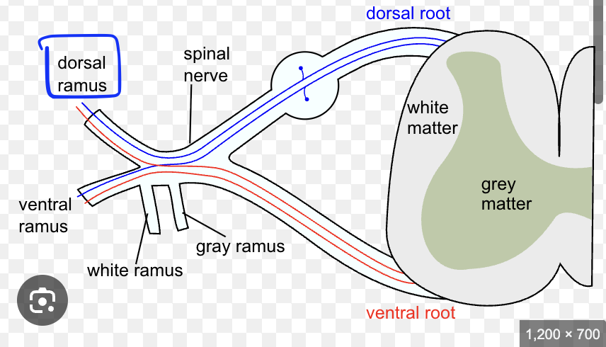 <p>little protrusion, dorsal</p>