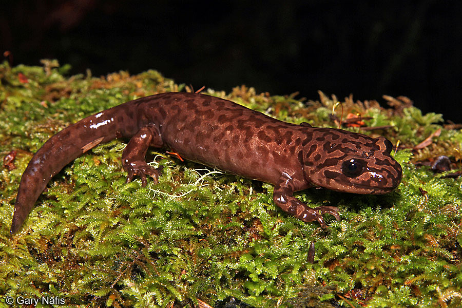 <p>Dicamptodontidae<br>Dicamptodon ensatus<br>California Giant Salamander</p>