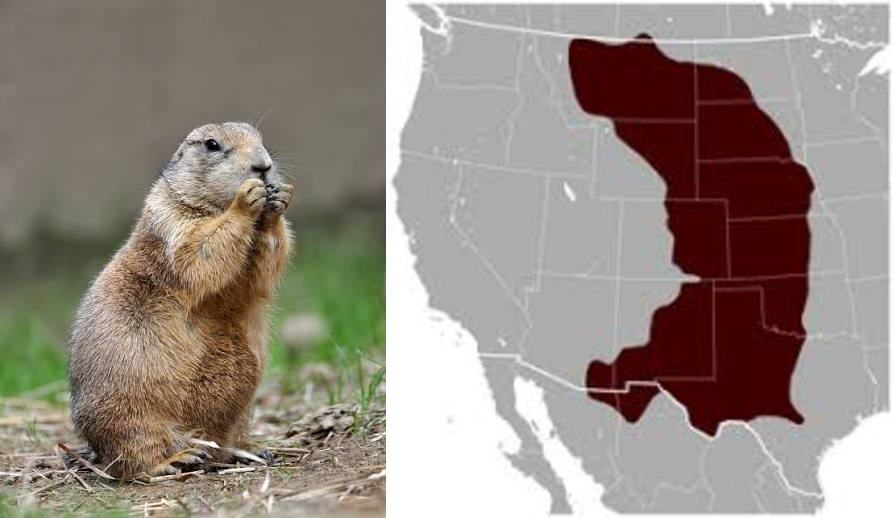 <p>Order: Rodentia</p><p>Family: Sciuridae</p><p>Genus species: <u>Cynomys ludovicianus</u></p><p>Common name: black-tailed prairie dog</p><p>Habitat: temperate grasslands with well drained soils</p><p>Management issues: destroy crops and burrows may be hazardous, but benefit grazers</p>