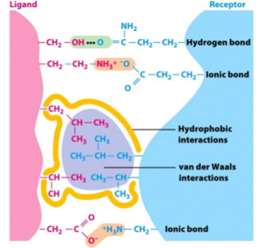 <ol><li><p>→ door meerdere niet-covalente bindingen:</p><ol><li><p>H-bruggen</p></li><li><p>ionische bindingen</p></li><li><p>hydrofobe interacties</p></li><li><p>Vdw interacties</p></li></ol></li><li><p>zijn individueel zwakke bindingen</p></li><li><p>vaak veel interacties tsn receptor en ligand → opgeteld zeer sterke binding</p></li></ol><p></p>