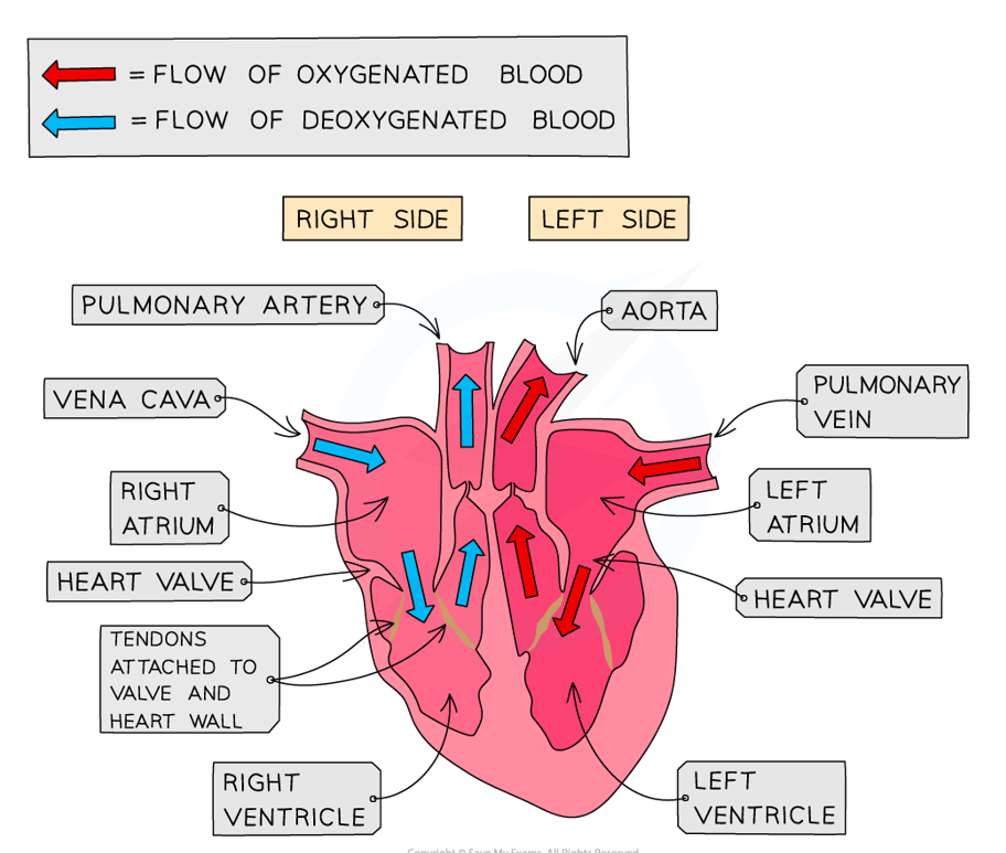<p>Double with a 4-chambered heart:</p><ul><li><p>right side pumps deoxygenated blood to lungs only </p></li><li><p>left side pumps oxygenated blood to rest of the body </p></li></ul><p></p>